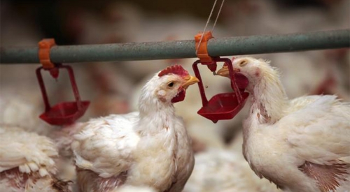 鸡舍如何除臭？鸡舍臭气熏天，教你几招轻轻松去除鸡舍臭味